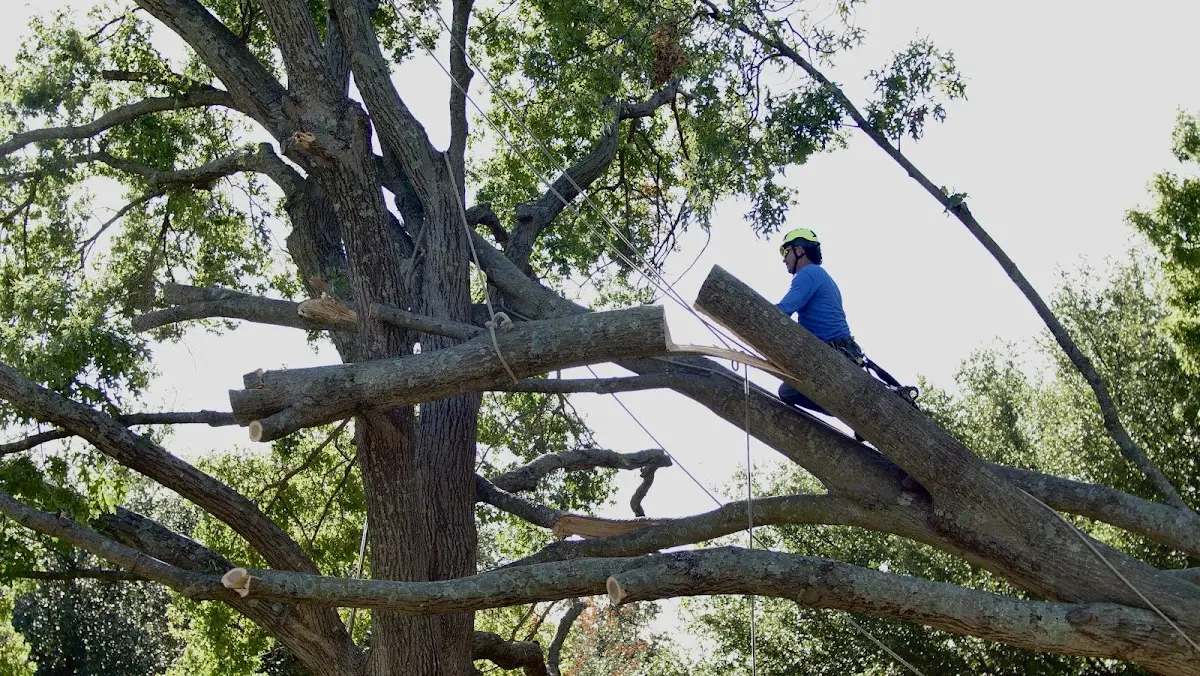 Professional Crown Thinning performed by certified arborists in Oquawka