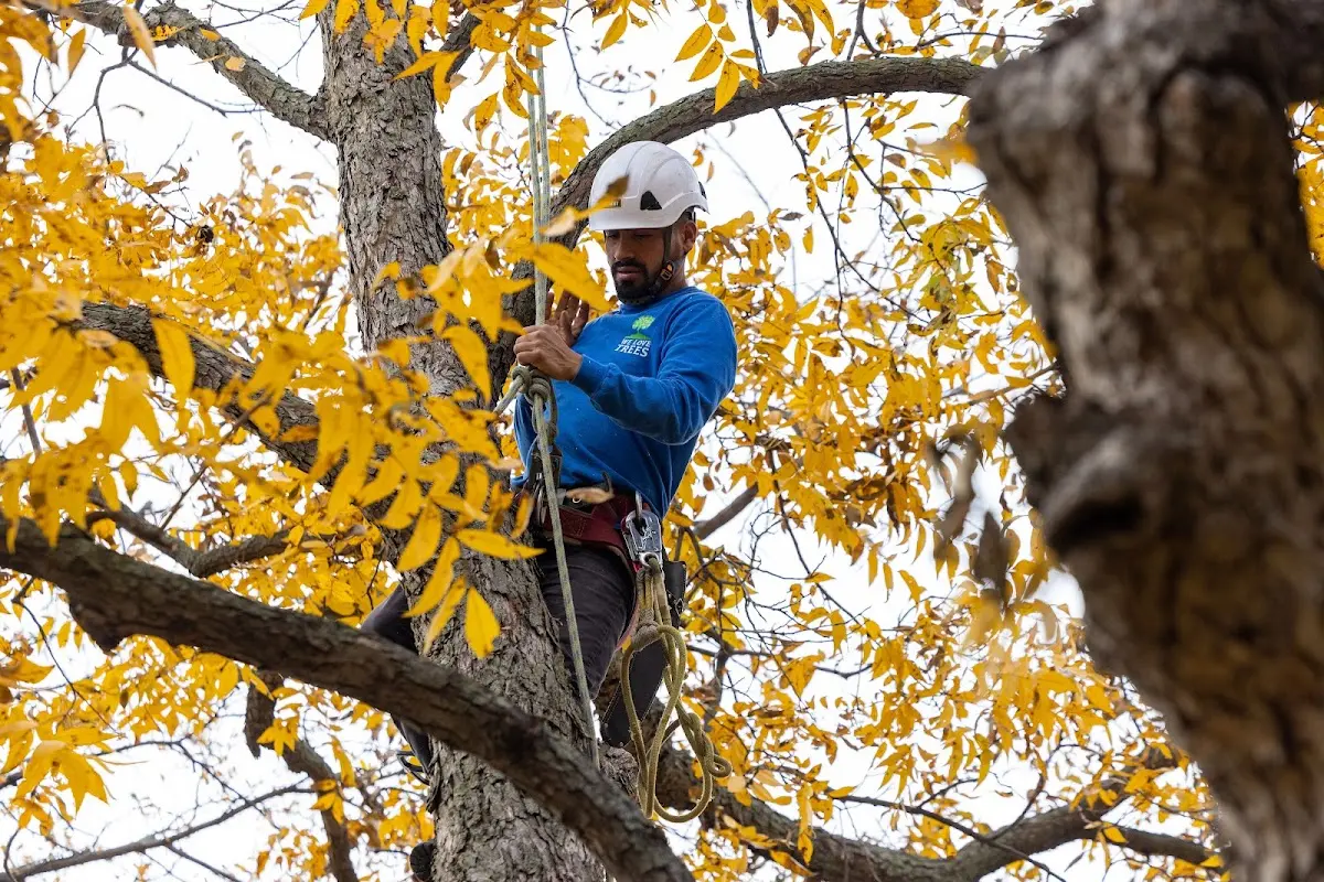 Skilled Dead Tree Removal crew working in Oquawka