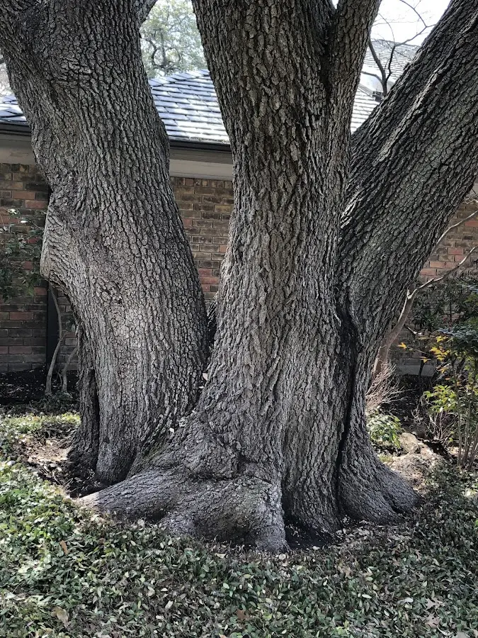Mature heritage tree close to a Oquawka property cared for by certified arborists